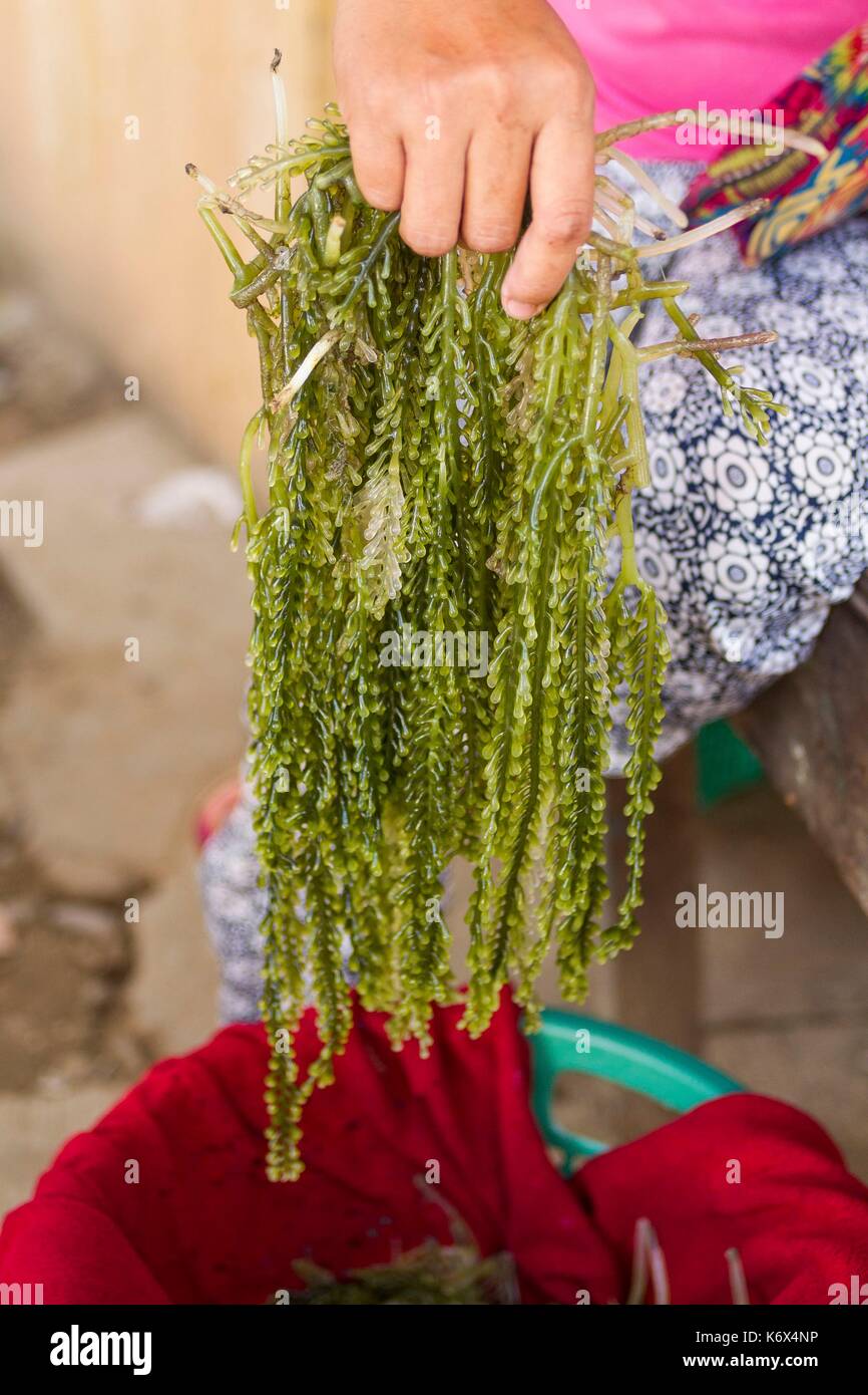 Philippines, Palawan, Aborlan, lato algues (Caulerpa lentillifera) dans le marché traditionnel Banque D'Images