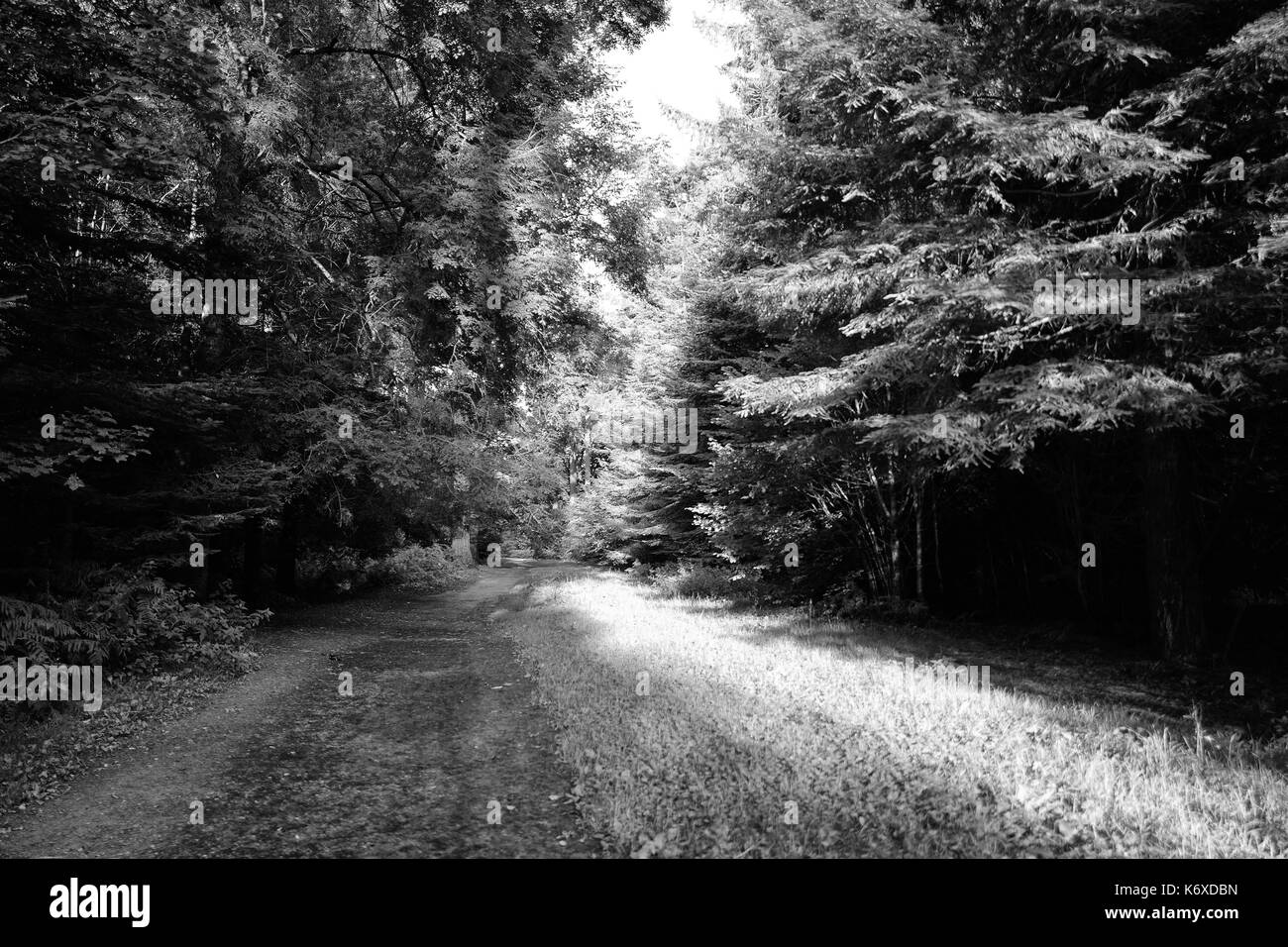 Longleat Wiltshire, chemin forestiers, b&w Banque D'Images