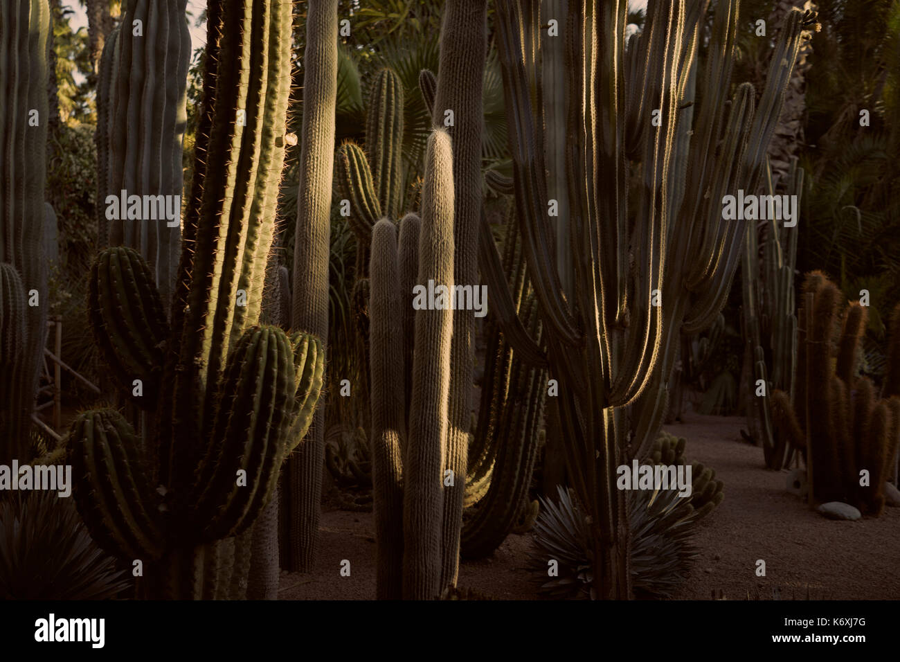 Cactus vert au coucher du soleil au jardin au jardin Majorelle, Marrakech, Maroc Banque D'Images