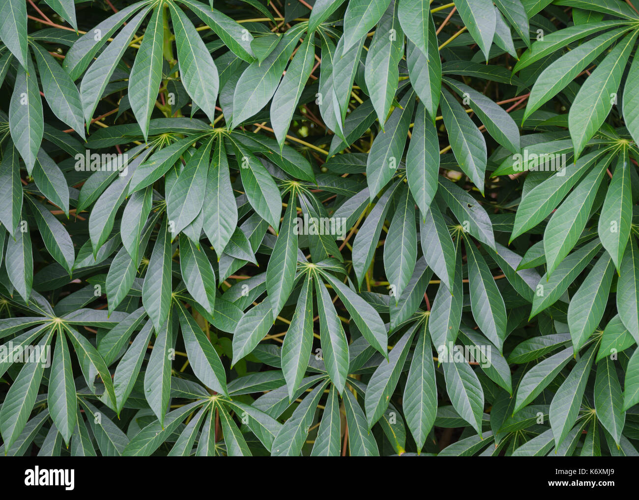 Les feuilles de manioc Banque D'Images