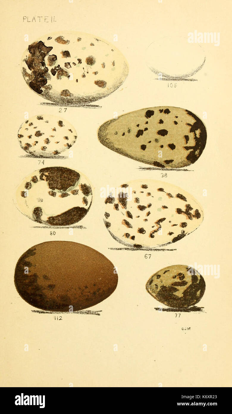 Les œufs des oiseaux de l'Amérique du Nord (6237600014) Banque D'Images