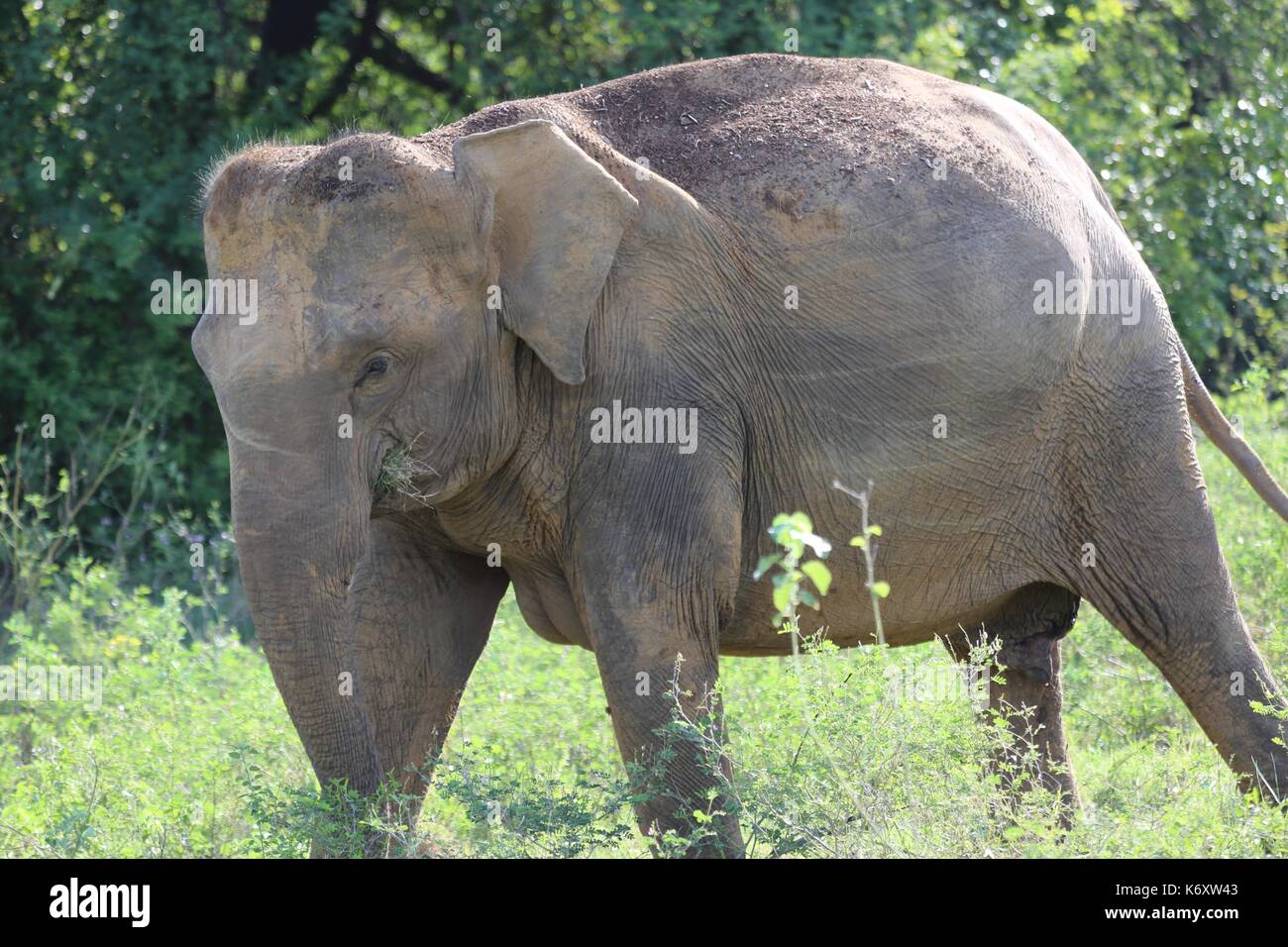 Parc national de Kaudulla, éléphants sauvages d'Asie, Sri Lanka Banque D'Images