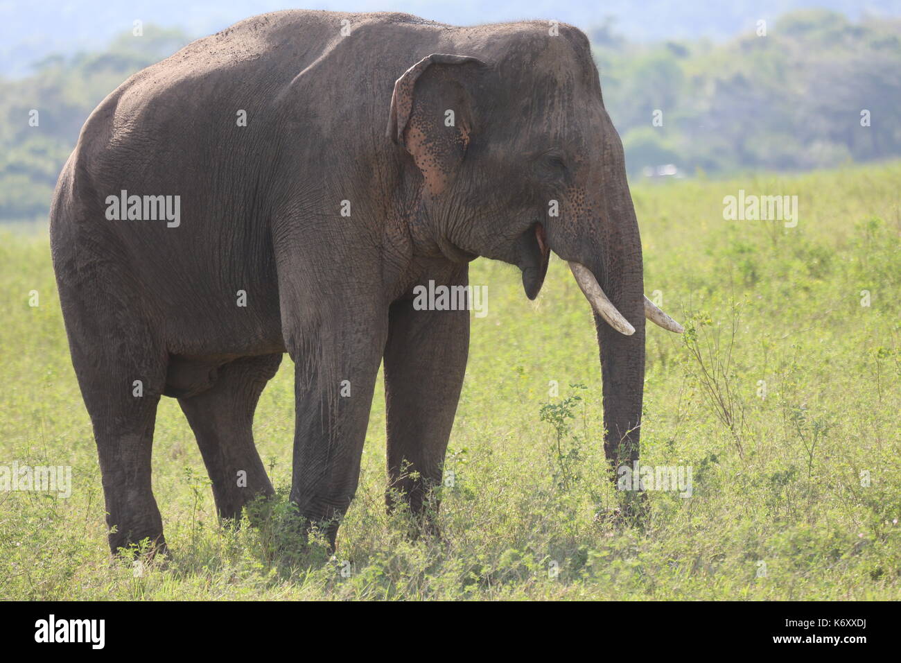 Parc national de Kaudulla, éléphants sauvages d'Asie, Sri Lanka Banque D'Images