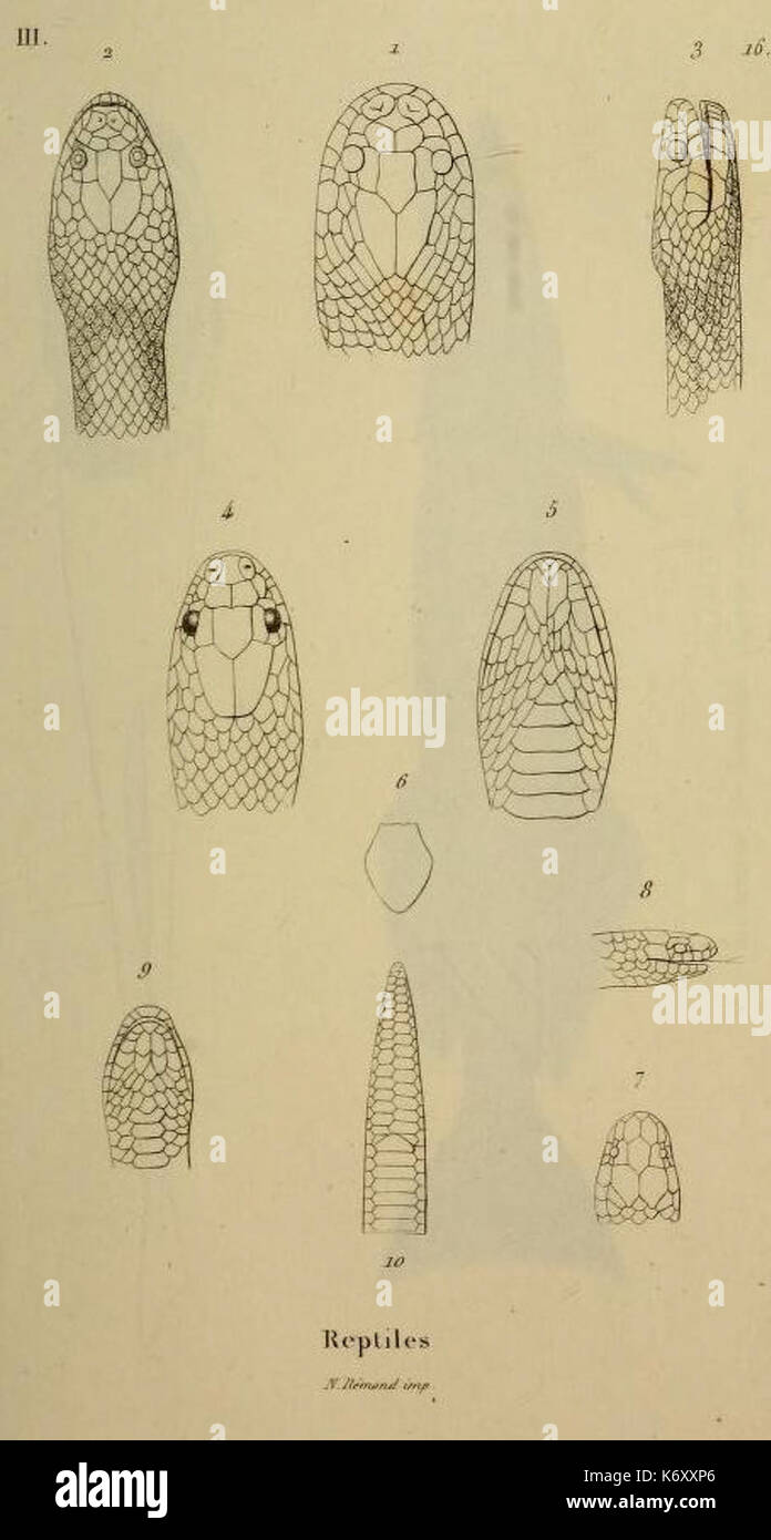 Enhydris plumbea Enhydris enhydris Calamaria gervaisii Banque D'Images