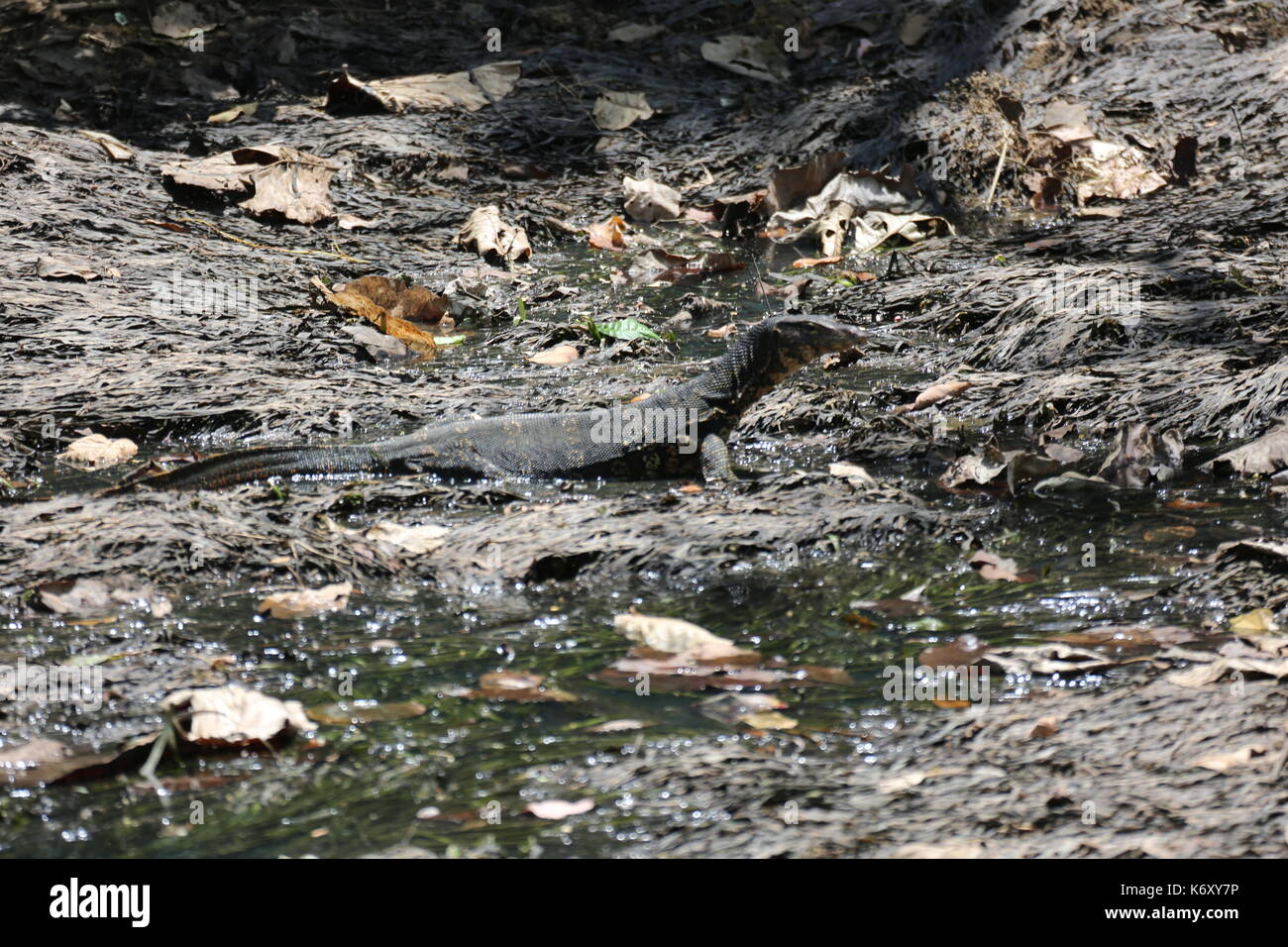 Varan d'eau, assis sur le lit de la rivière au Sri Lanka Banque D'Images