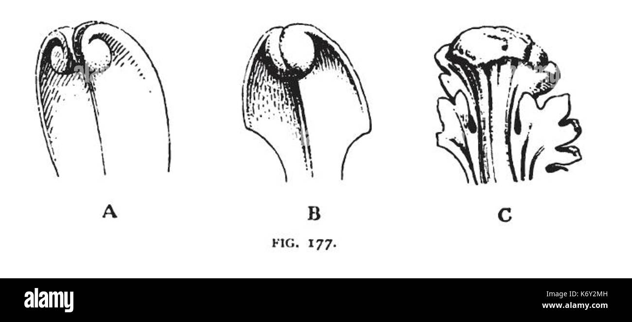 Fig 177 ont précisé Leafage Banque D'Images Fig 177 ont précisé Leafage Banque D'Images