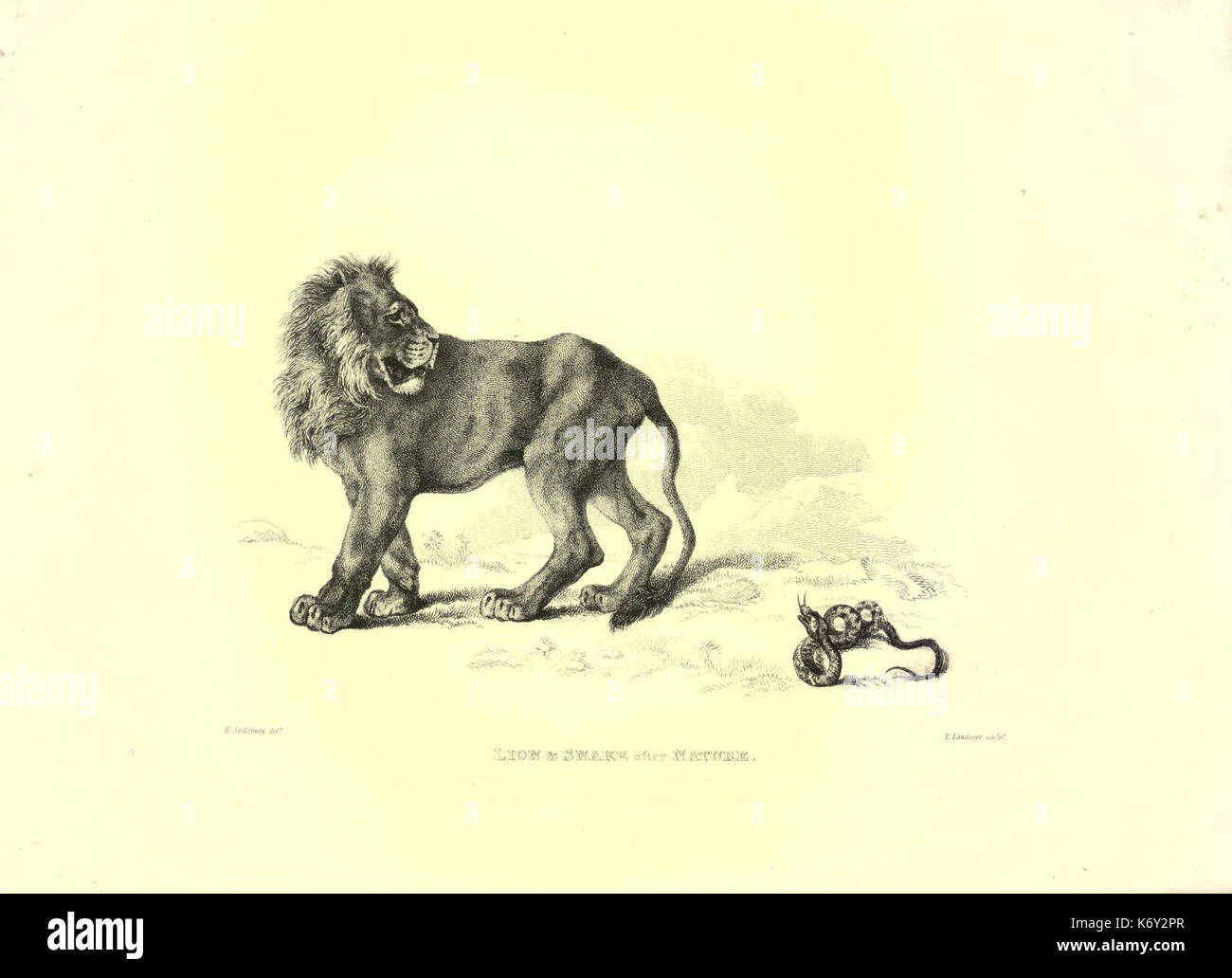 Gravures de lions, tigres, panthères, léopards, chiens, &c (Figure 7) (6305527647) Banque D'Images