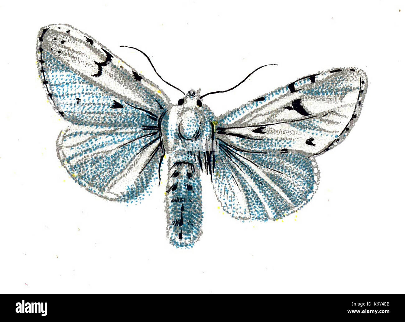 F Nemos leporina Acronycta OBA Banque D'Images