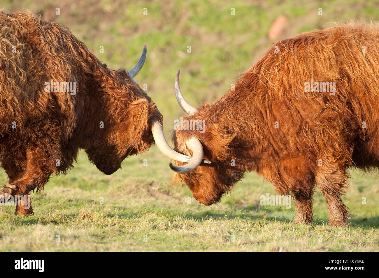 Highland cattle, Kent, UK, paire de cornes de verrouillage, combats kyloe, boeuf, pâturage conservation Banque D'Images