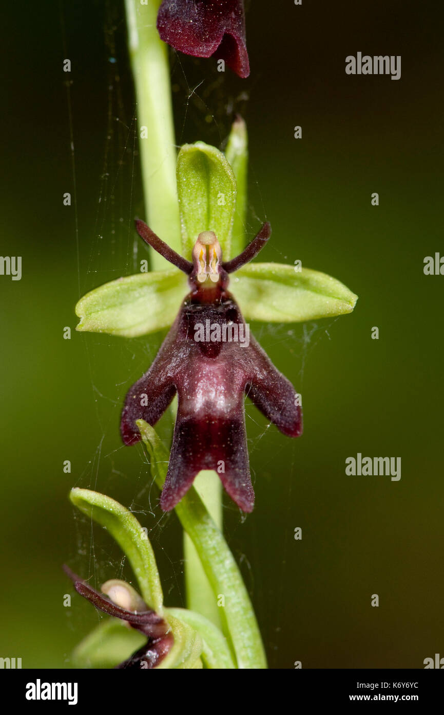 Ophrys insectifera fly orchid, banque, yockletts, Kent Wildlife Trust, uk, superficiellement ressemblent à des insectes, violet Banque D'Images