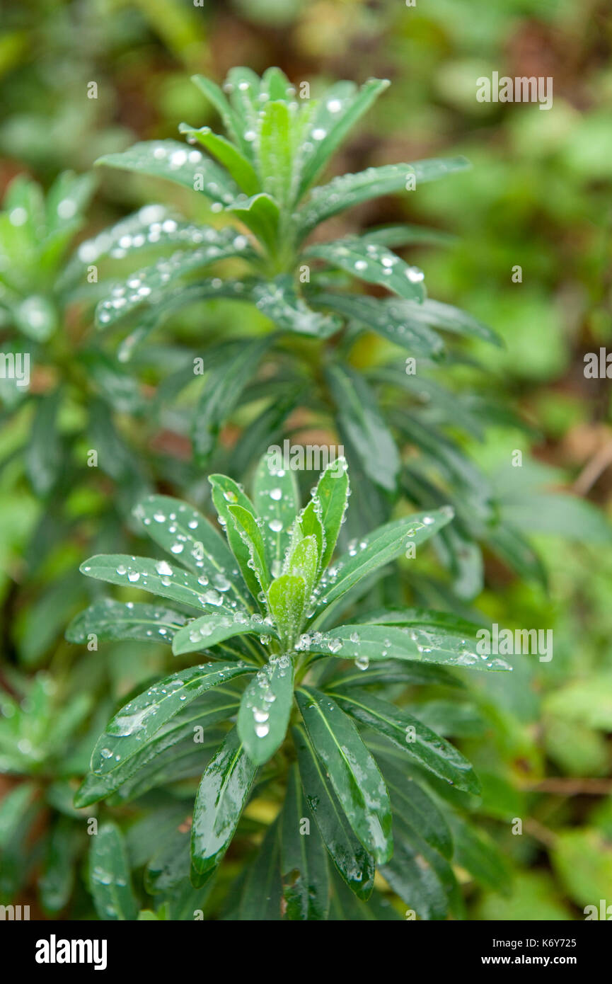 Résumé Les gouttelettes d'eau sur les feuilles, bois, ranscombe farm, kent uk, vert, les gouttes de pluie, la pluie, le motif Banque D'Images