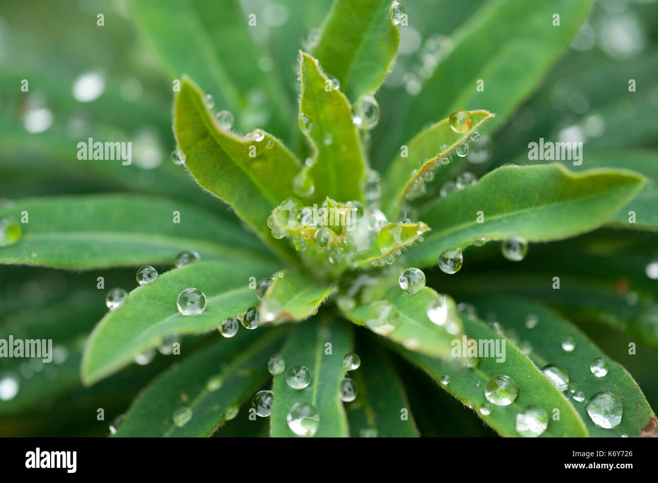Résumé Les gouttelettes d'eau sur les feuilles, bois, ranscombe farm, kent uk, vert, les gouttes de pluie, la pluie, le motif Banque D'Images