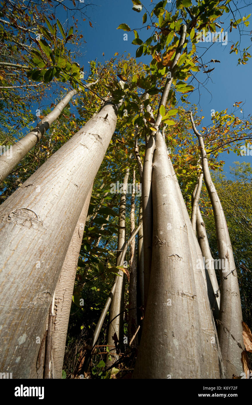 Les jeunes châtaigniers, Castanea sativa, jusqu'à l'écorce du tronc de l'arbre à feuilles en canopée, ranscombe farm, kent uk, ciel bleu, Banque D'Images Les jeunes châtaigniers, Castanea sativa, jusqu'à l'écorce du tronc de l'arbre à feuilles en canopée, ranscombe farm, kent uk, ciel bleu, Banque D'Images