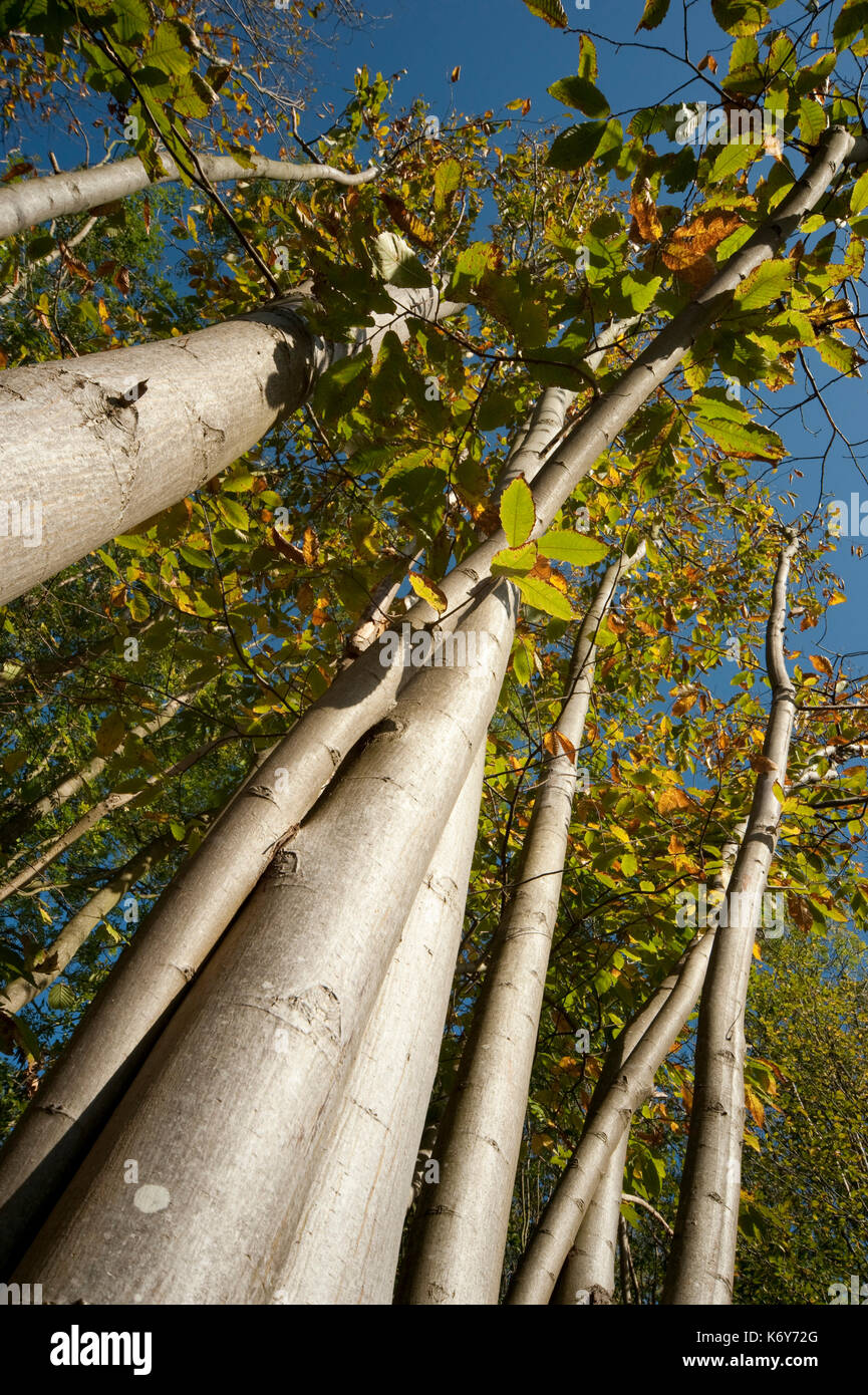 Les jeunes châtaigniers, Castanea sativa, jusqu'à l'écorce du tronc de l'arbre à feuilles en canopée, ranscombe farm, kent uk, ciel bleu, Banque D'Images Les jeunes châtaigniers, Castanea sativa, jusqu'à l'écorce du tronc de l'arbre à feuilles en canopée, ranscombe farm, kent uk, ciel bleu, Banque D'Images