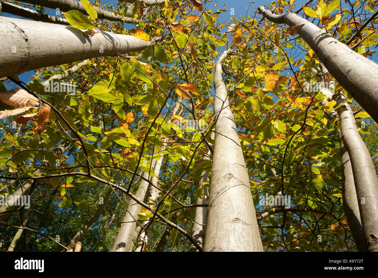 Les jeunes châtaigniers, Castanea sativa, jusqu'à l'écorce du tronc de l'arbre à feuilles en canopée, ranscombe farm, kent uk, ciel bleu, Banque D'Images Les jeunes châtaigniers, Castanea sativa, jusqu'à l'écorce du tronc de l'arbre à feuilles en canopée, ranscombe farm, kent uk, ciel bleu, Banque D'Images