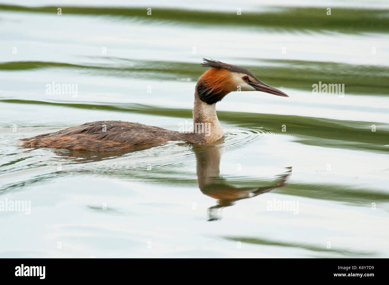 Grèbe huppé, Podiceps cristatus, Kent, UK, natation sur l'eau, la réserve sauvage de Sevenoaks, dans le Kent Wildlife Trust, une en Banque D'Images