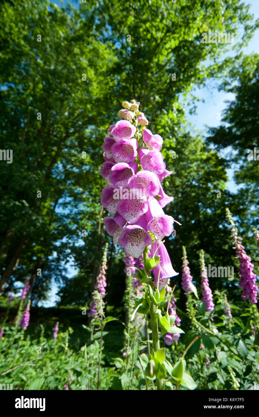 Politique digitale, Digitalis purpurea, kent uk, progressant à bord de Woodland Banque D'Images