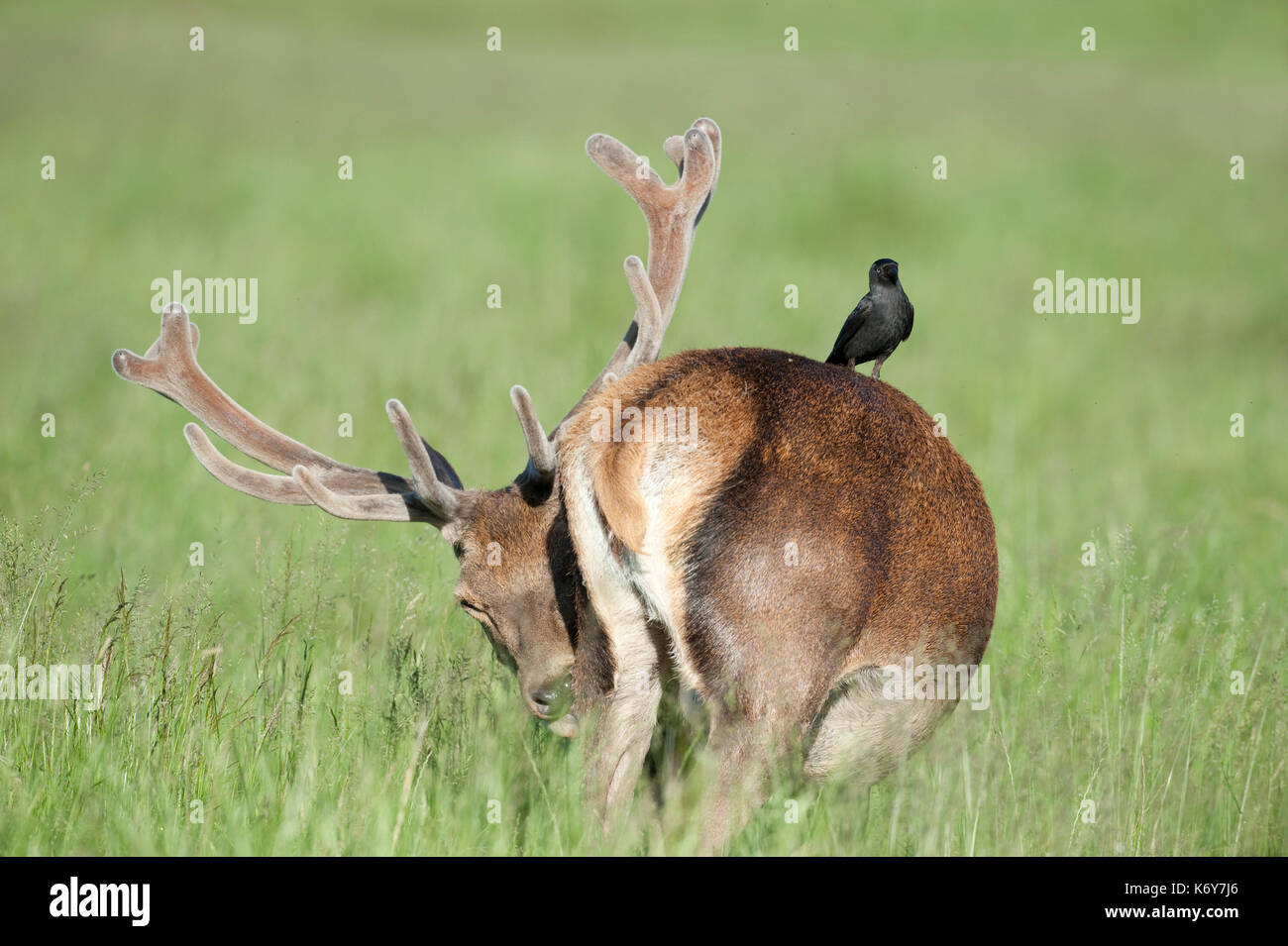 Red Deer (Cervus elaphus, Richmond Park, London uk, homme avec de grands bois, l'une des plus grandes espèces de cerfs. le red deer se trouve dans la plupart de l'Europe, e Banque D'Images