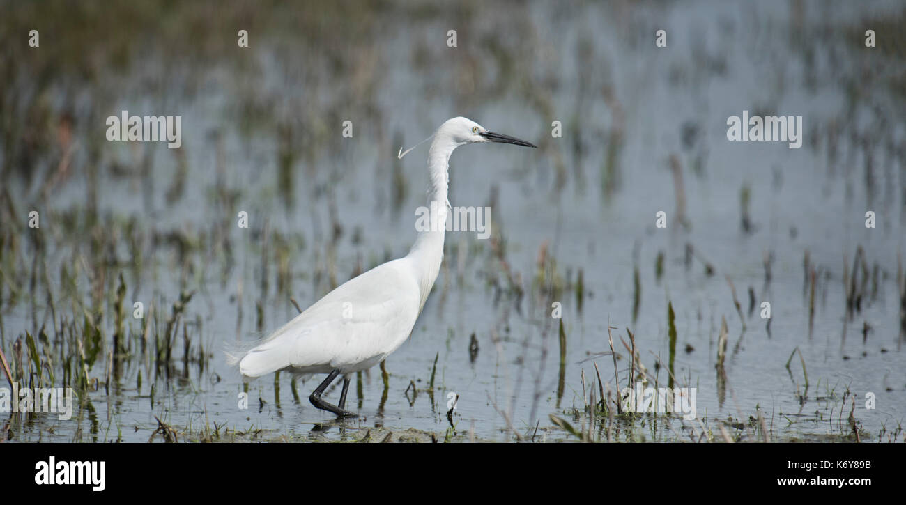 L'aigrette garzette, Egretta garzetta elmley, réserve naturelle nationale, uk, pêche, pâturage, marais, fossés, adultes printemps Banque D'Images