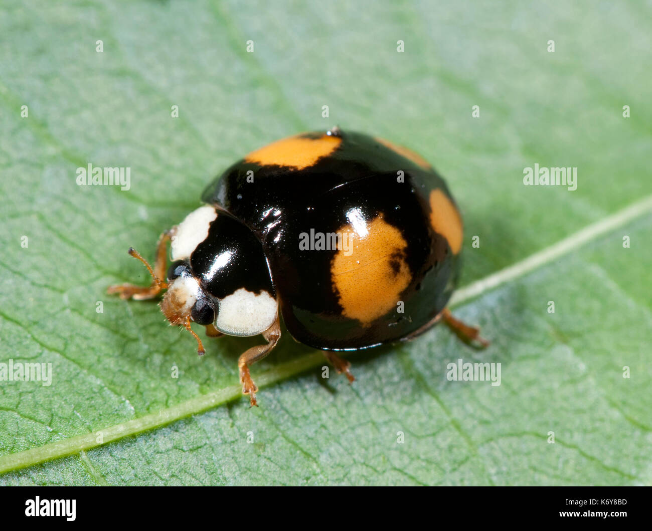 Coccinelle arlequin, Harmonia axyridis, forme noire avec des taches rouges, forme spectabilis, sur feuilles au jardin, coccinelle asiatique, coccinelle asiatique multicolore beet Banque D'Images