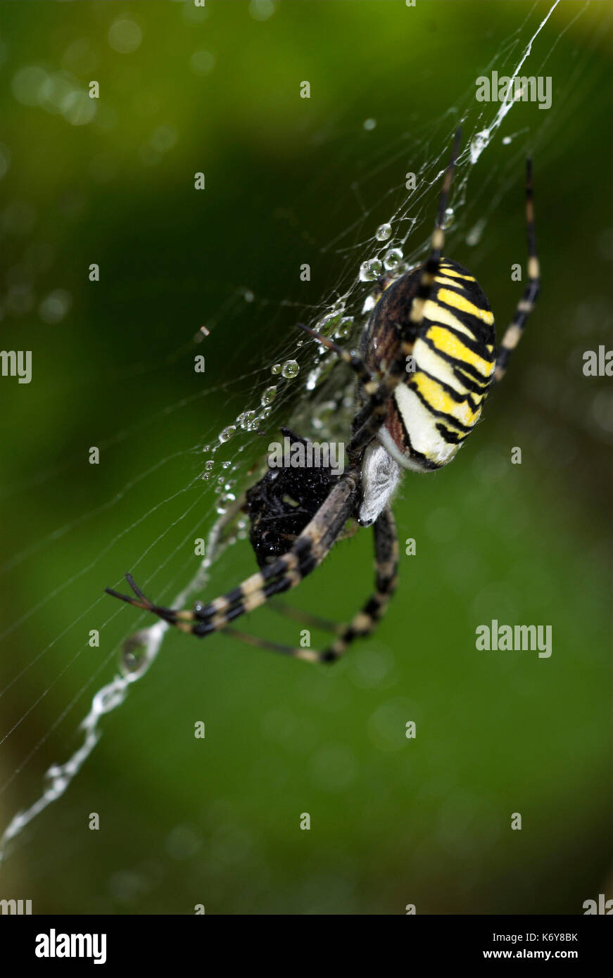 Spider argiope bruennichi, wasp, on web espèces introduites au Royaume-Uni, en train de s'étendre à travers le pays, noir jaune. Banque D'Images