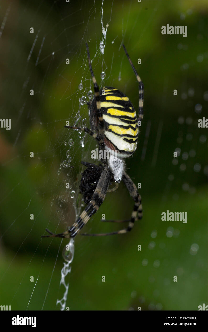 Spider argiope bruennichi, wasp, on web espèces introduites au Royaume-Uni, en train de s'étendre à travers le pays, noir jaune. Banque D'Images