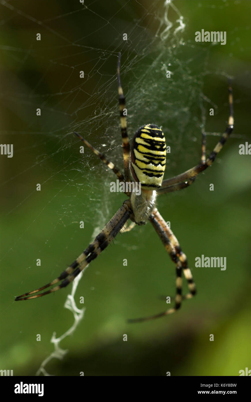 Spider argiope bruennichi, wasp, sur weban espèces introduites au Royaume-Uni, en train de s'étendre à travers le pays, noir jaune Banque D'Images