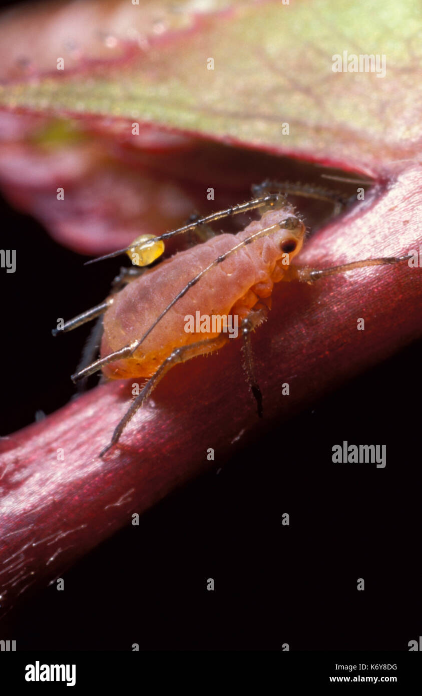 Le puceron rose, Macrosiphum rosae (Royaume-Uni), le rose est une plante femelle sans ailes, souches, la lutte antiparasitaire, horticoles, mourning forest, simulies, insectes suceurs de sève Banque D'Images