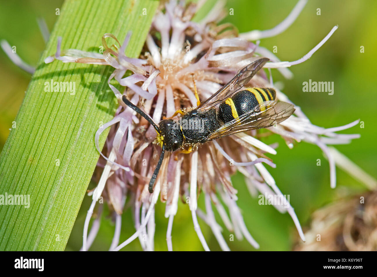 Potter mâles de la guêpe (ancistrocerus gazella) Banque D'Images