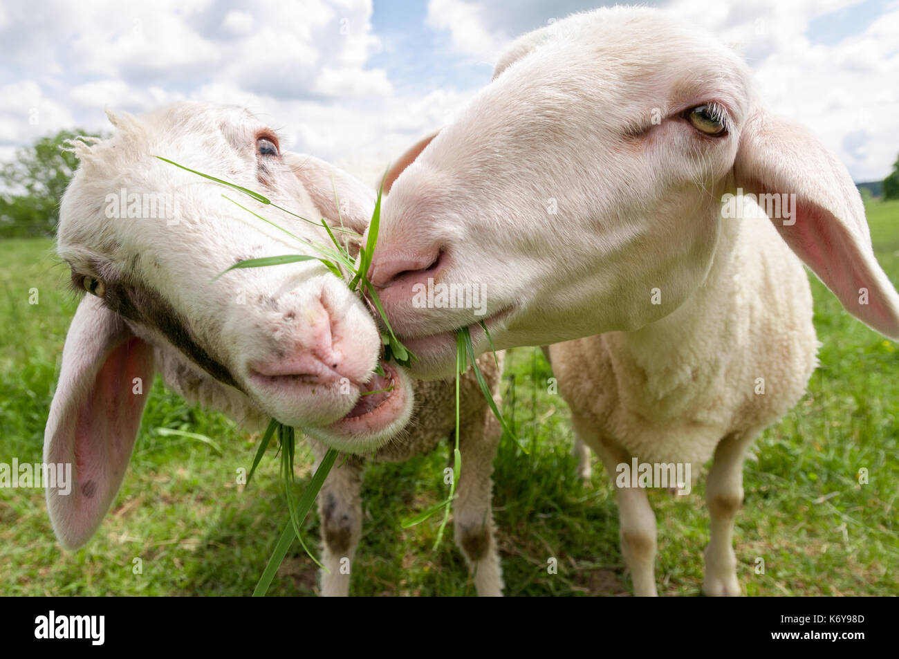 Deux moutons jouant Banque D'Images