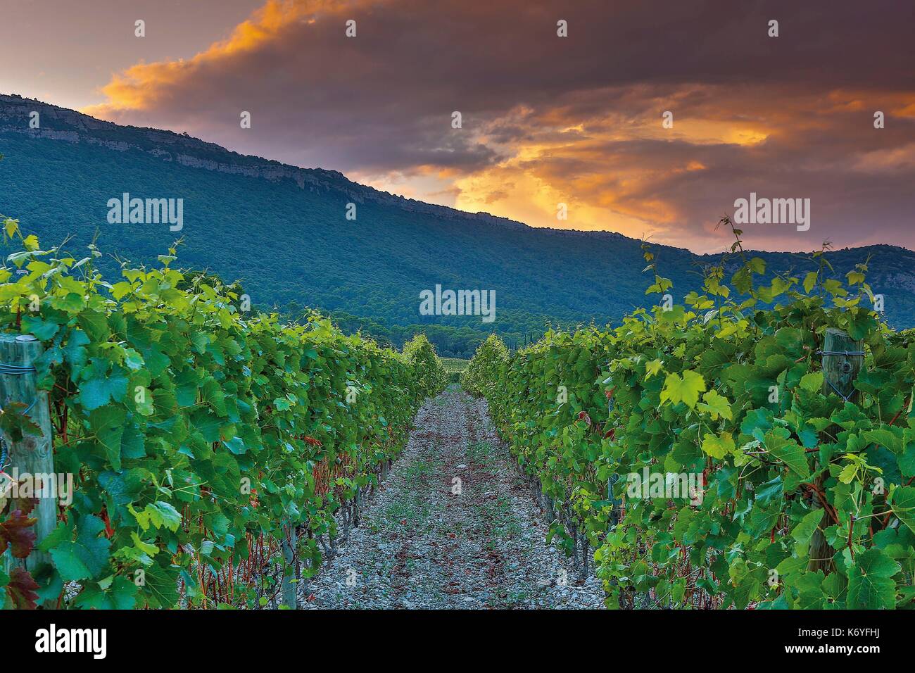 La France, l'Hérault, Valflaunes, Cazevieille, Pic St Loup, des vignes au pied du Pic Saint Loup Banque D'Images