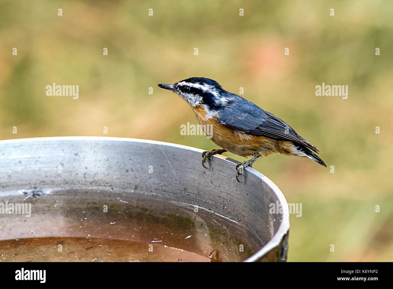 Un petit mignon de gambel perché sur le côté d'un bain d'oiseaux. Banque D'Images