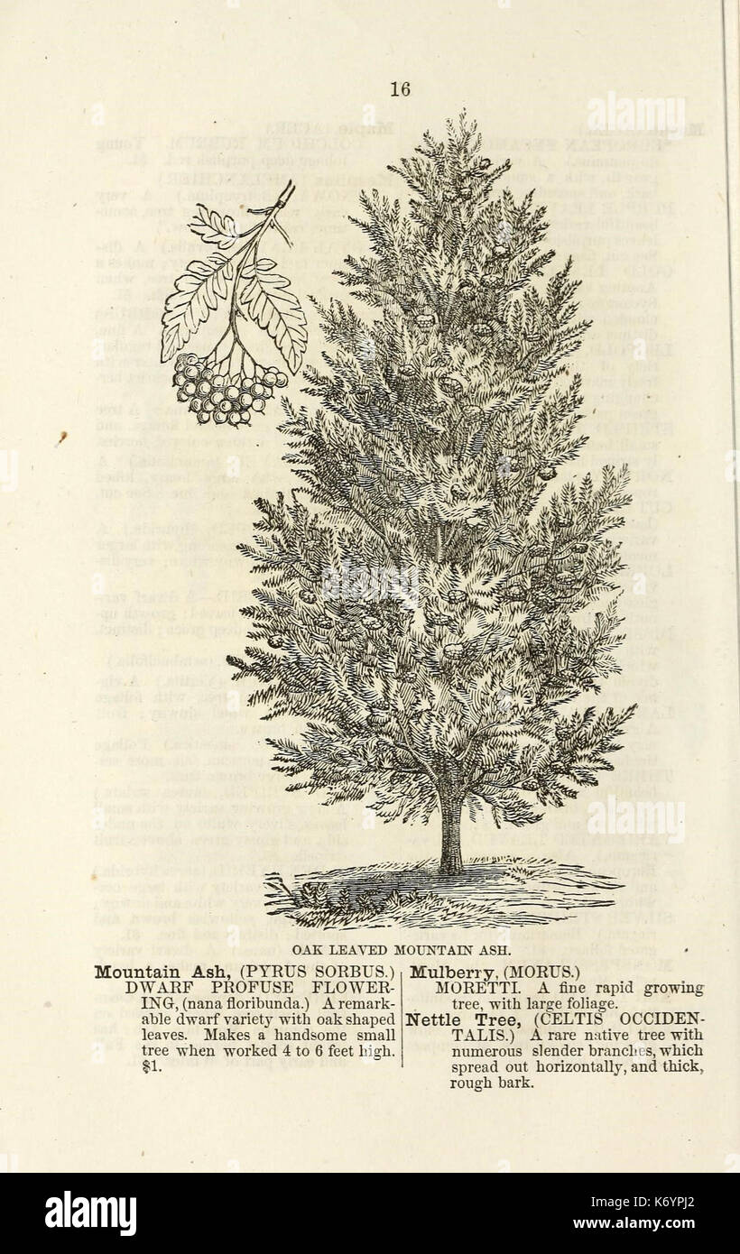 Ellwanger et Barry's catalogue descriptif des arbres et arbustes d'ornement, roses, plantes à fleurs, etc., etc., etc. (16436537012) Banque D'Images