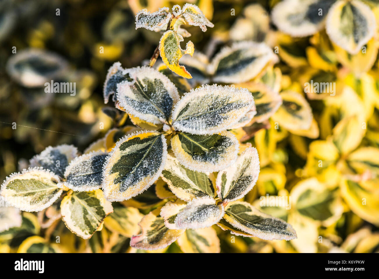 Givre sur les feuilles d'un euonymus fortunei 'Emerald 'n' gold' Banque D'Images