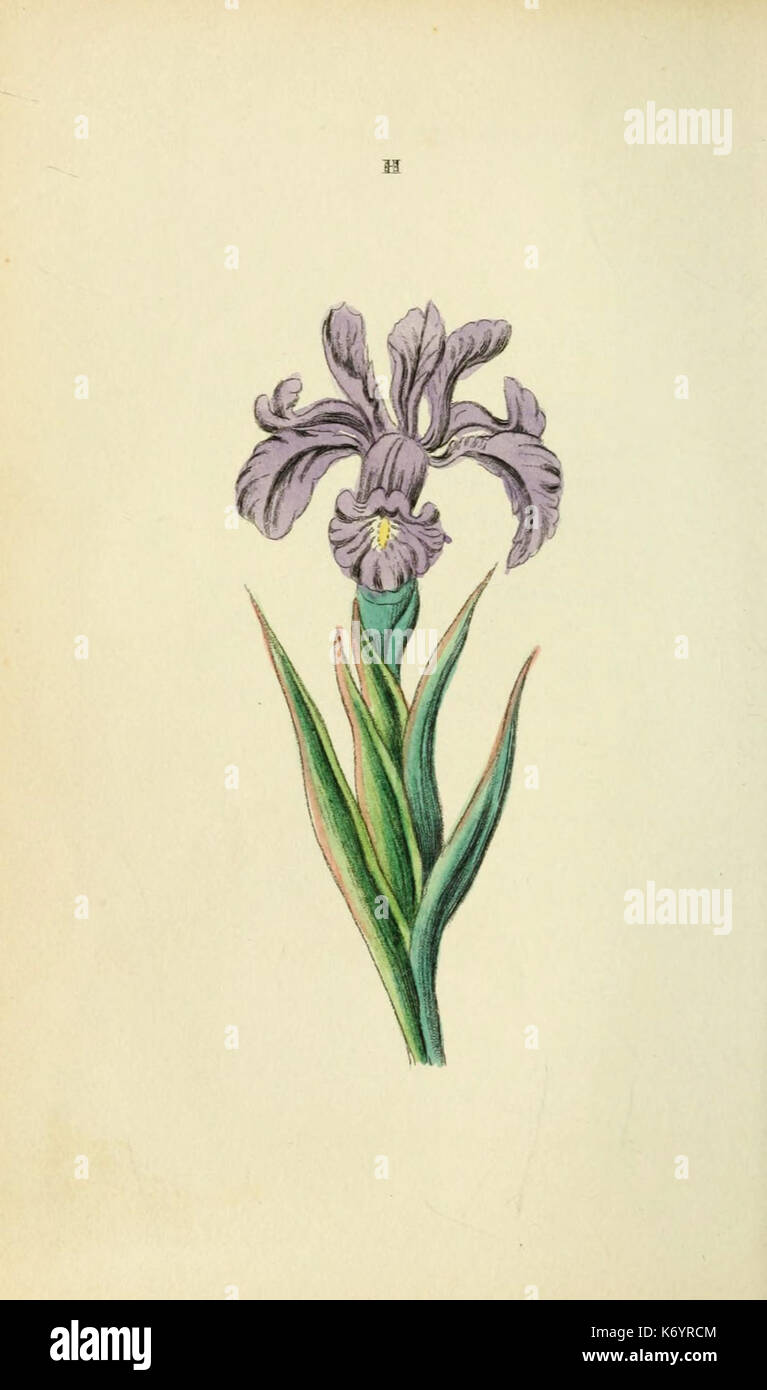 Flora et Thalia (la plaque H) (5974528613) Banque D'Images