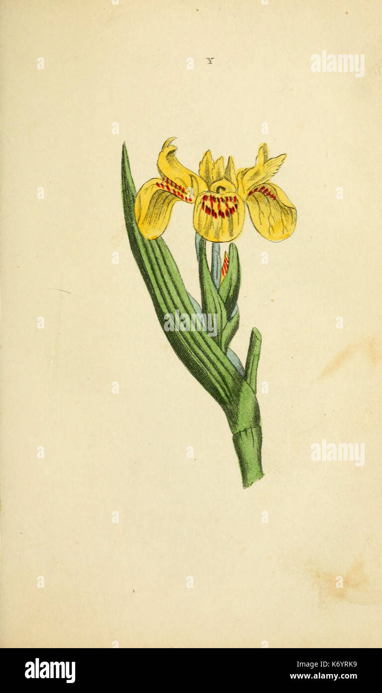 Flora et Thalia (Y) de la plaque (5974533271) Banque D'Images