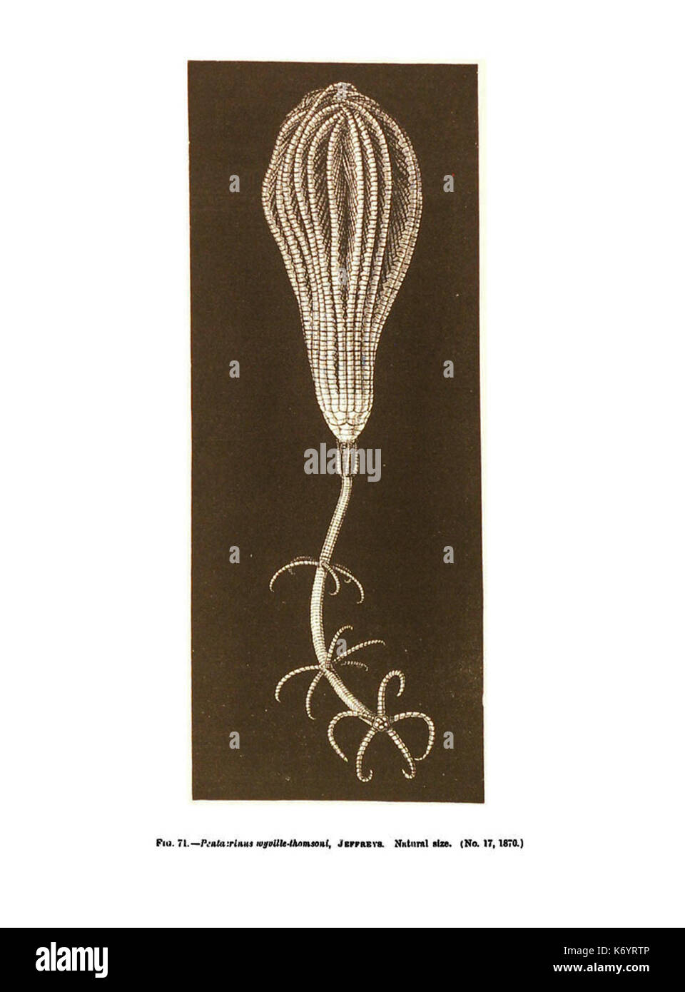 (Endoxocrinus Diplocrinus wyvillethomsoni) Banque D'Images