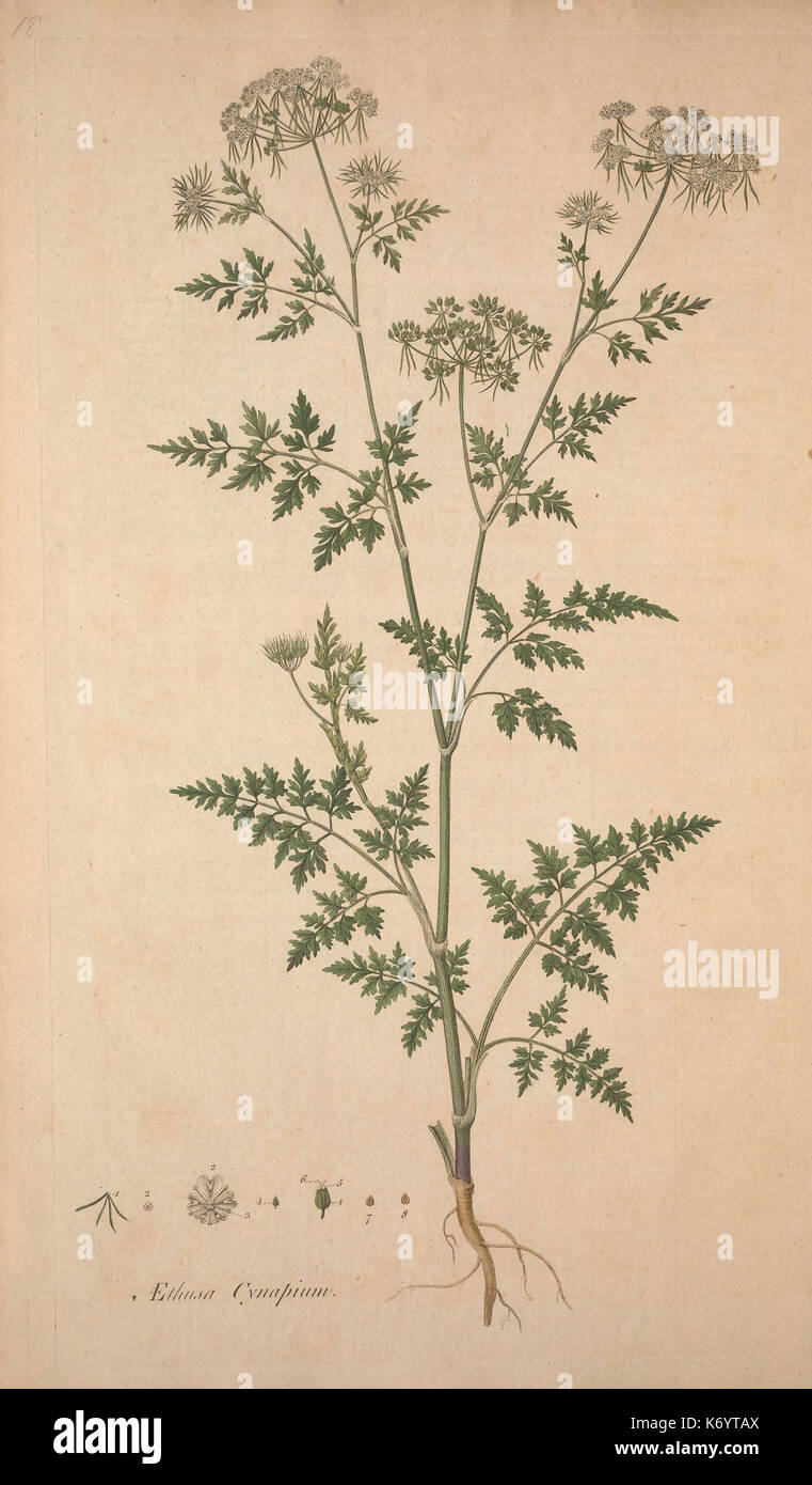 Les Fleurs du Mal/1861/sépulture de la flore, ou des plaques, et des descriptions de ces plantes comme l'état sauvage dans les environs de Londres (8282206098) Banque D'Images