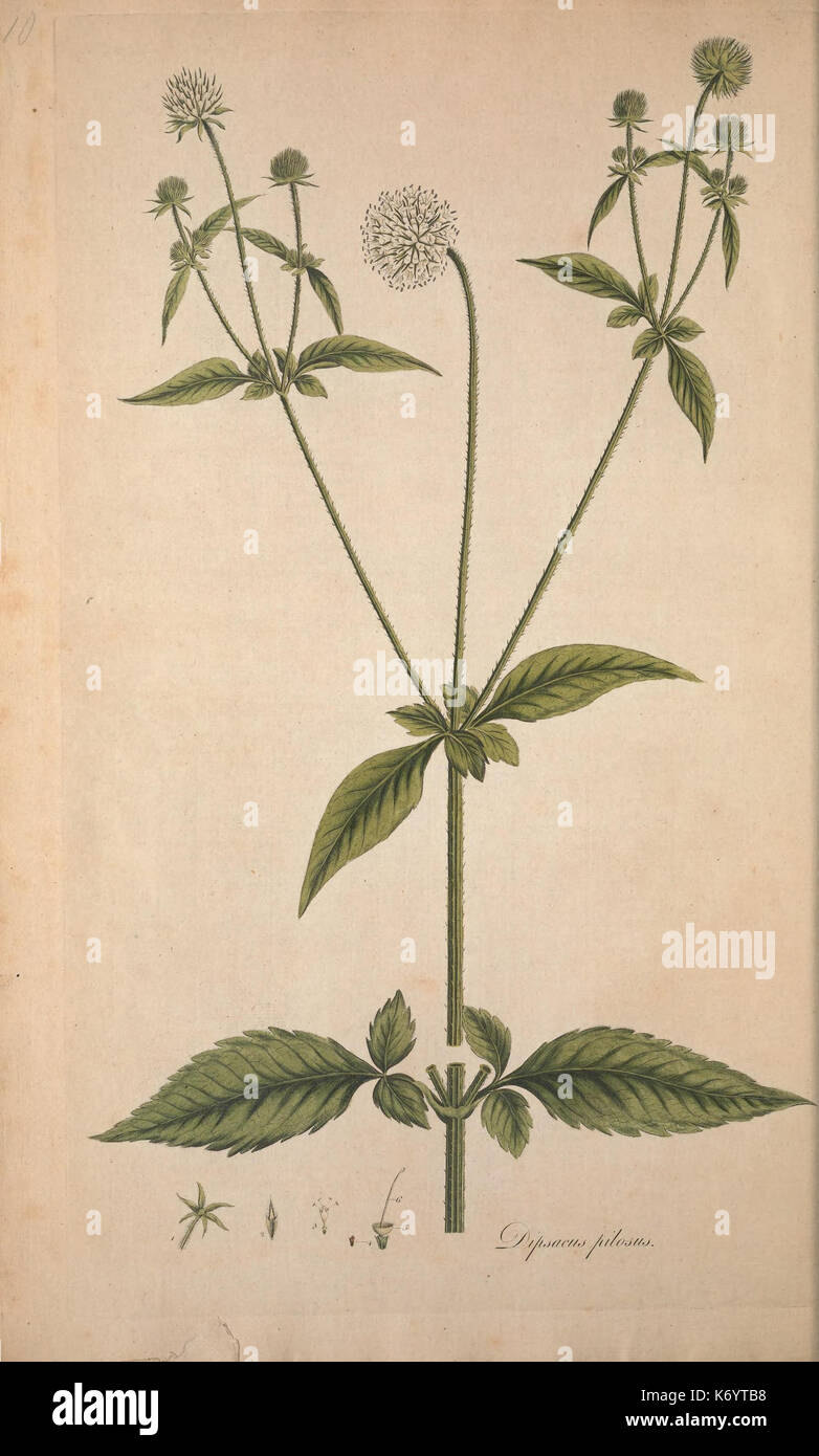 Les Fleurs du Mal/1861/sépulture de la flore, ou des plaques, et des descriptions de ces plantes comme l'état sauvage dans les environs de Londres (8282199636) Banque D'Images