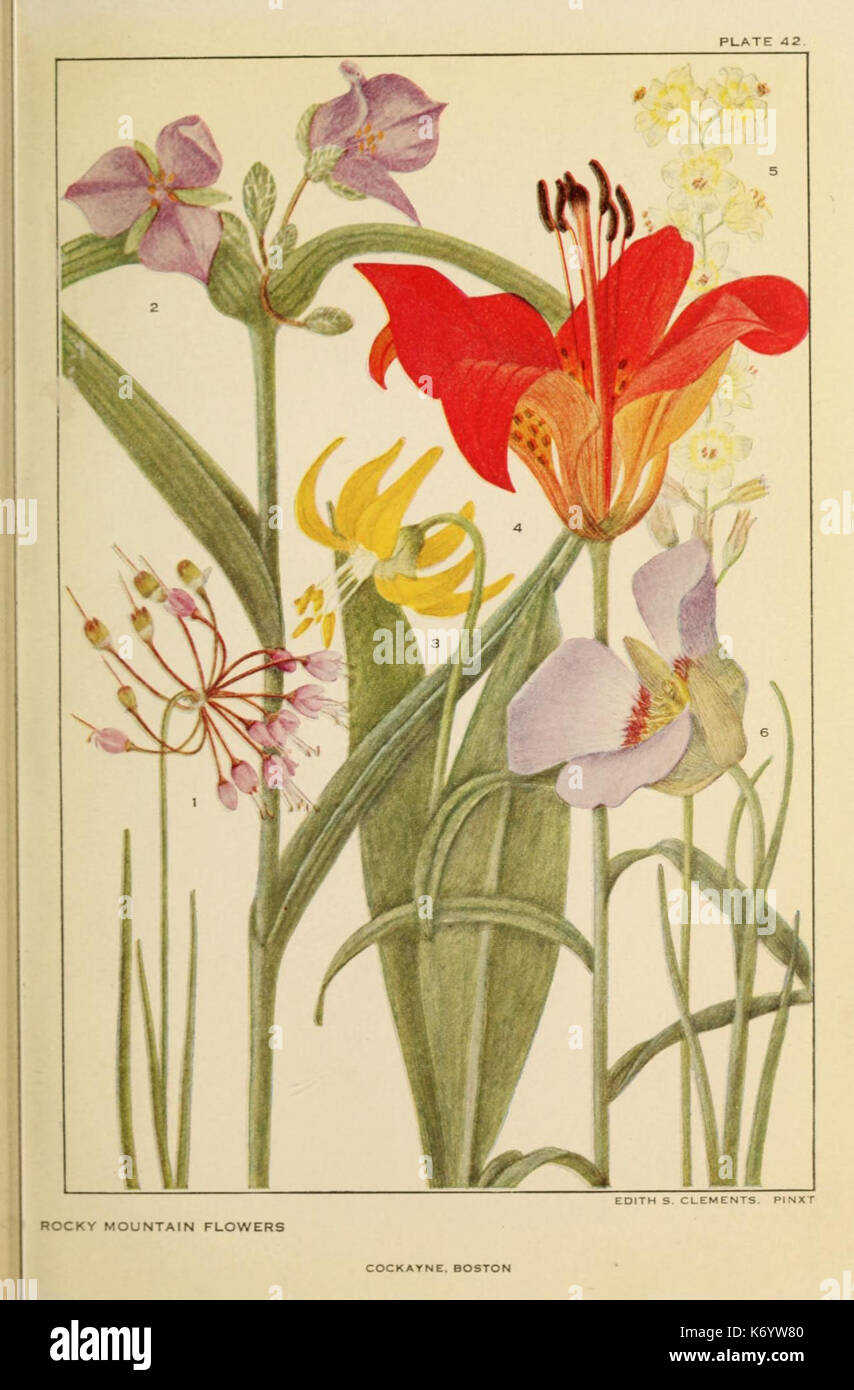 Fleurs de montagne et plaine (planche 42) (8220470473) Banque D'Images