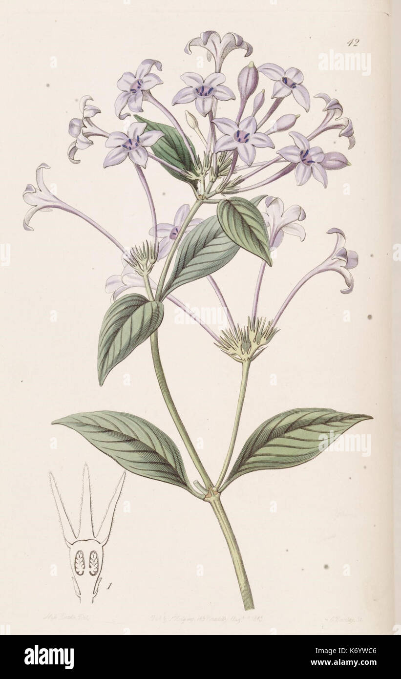 Edwards's Botanical Register (planche 42) (9201053848) Banque D'Images