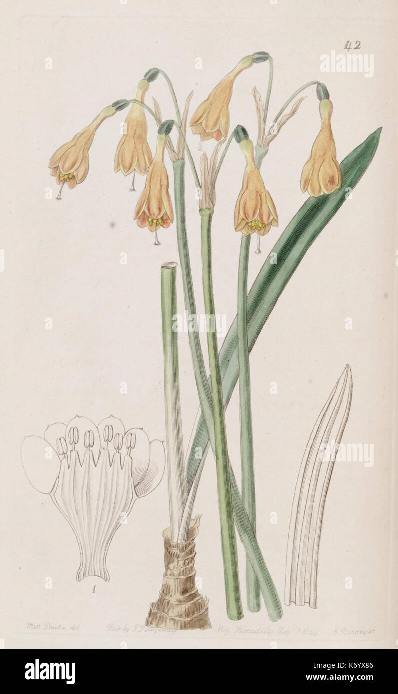 Edwards's Botanical Register (planche 42) (8610263028) Banque D'Images