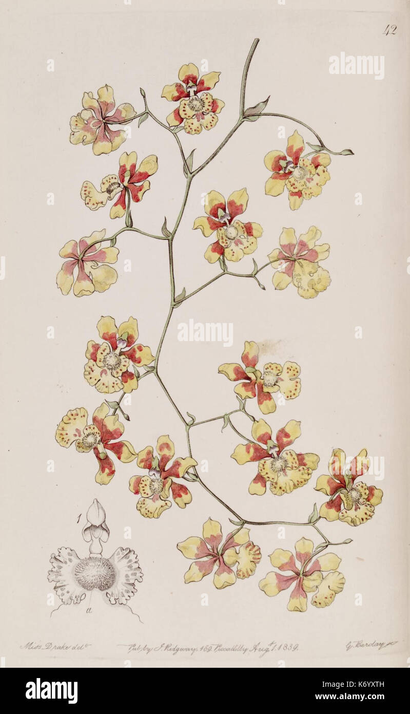 Edwards's Botanical Register (planche 42) (7949451718) Banque D'Images