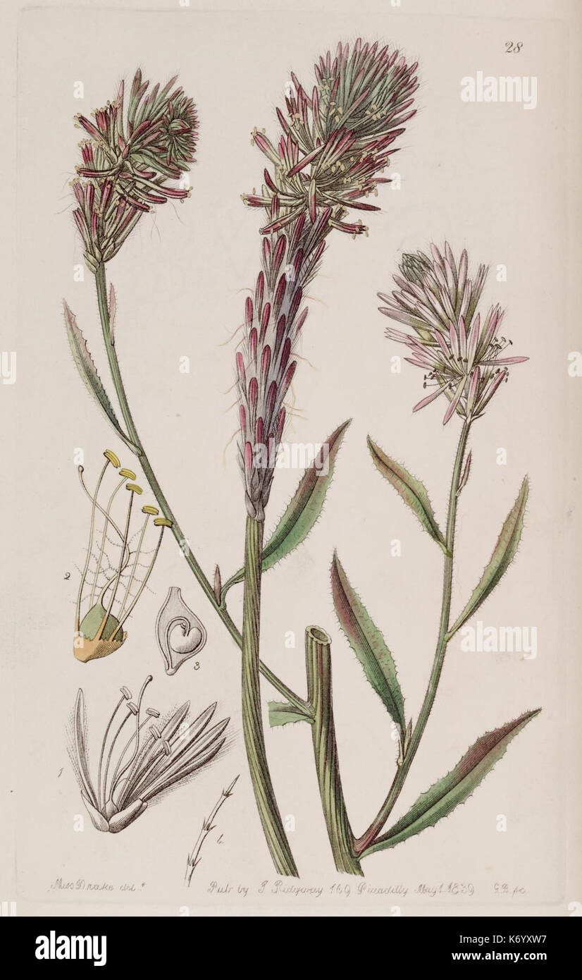 Edwards's Botanical Register (planche 28) (7949441232) Banque D'Images