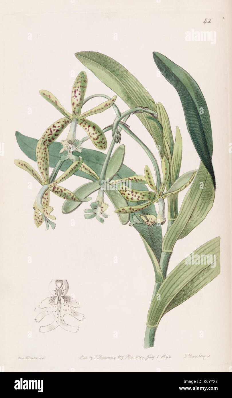 Edwards's Botanical Register (planche 42) (8412245226) Banque D'Images
