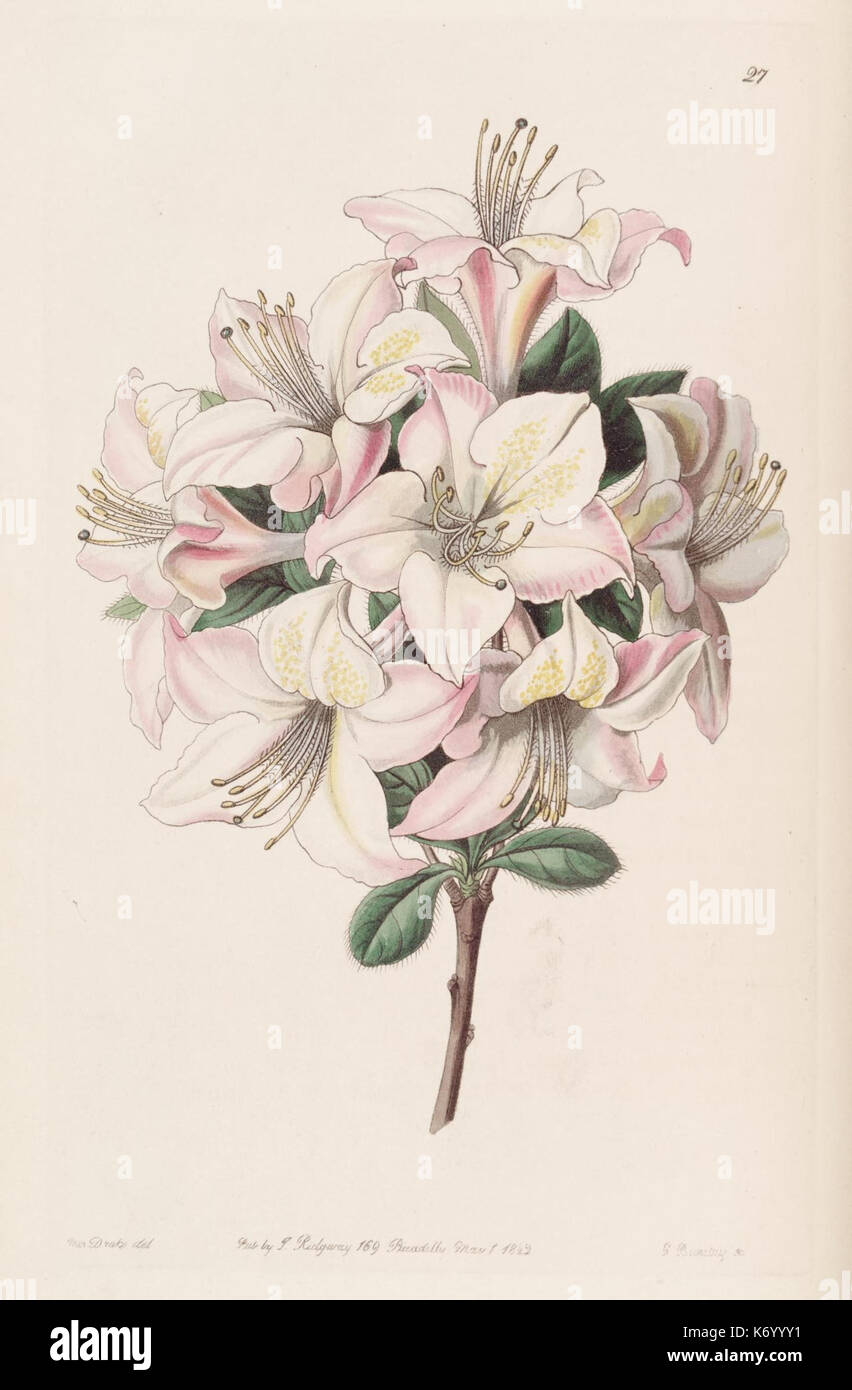 Edwards's Botanical Register (planche 27) (8411141347) Banque D'Images