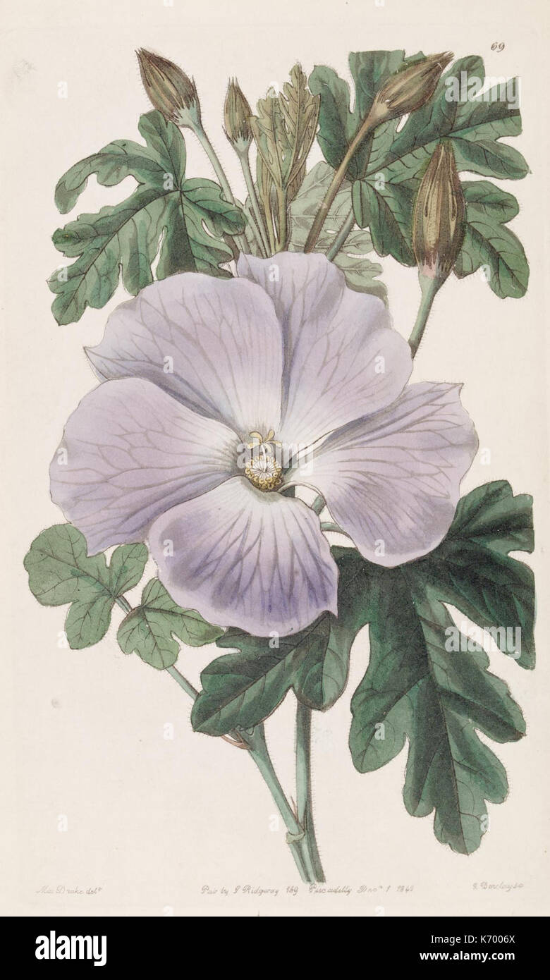 Edwards's Botanical Register (planche 69) (8386151119) Banque D'Images