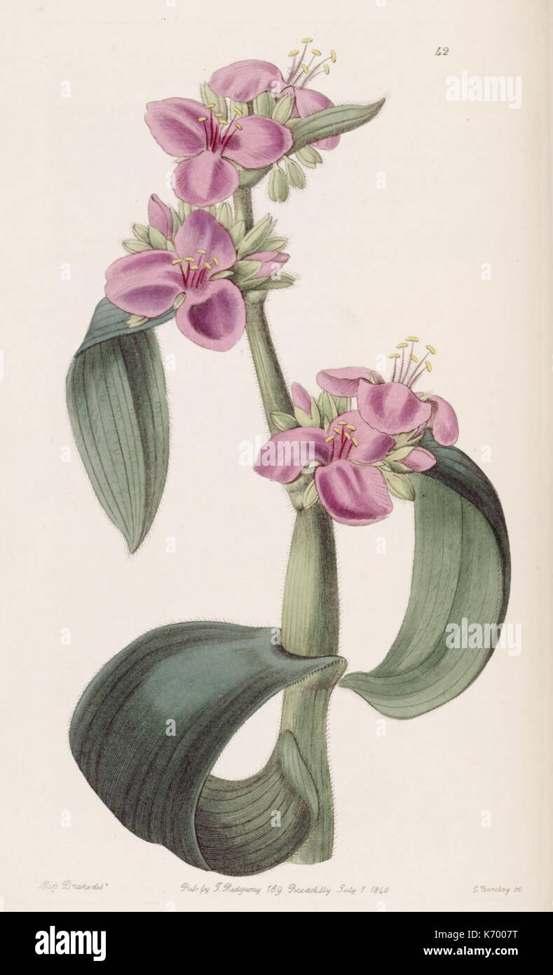 Edwards's Botanical Register (planche 42) (8387218406) Banque D'Images