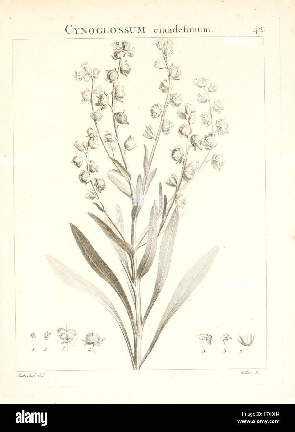 Flora Atlantica, sive Historia plantarum quae, Atlante, dans Algeriensi Tunetano agro et crescunt (planche 42) (7455961076) Banque D'Images