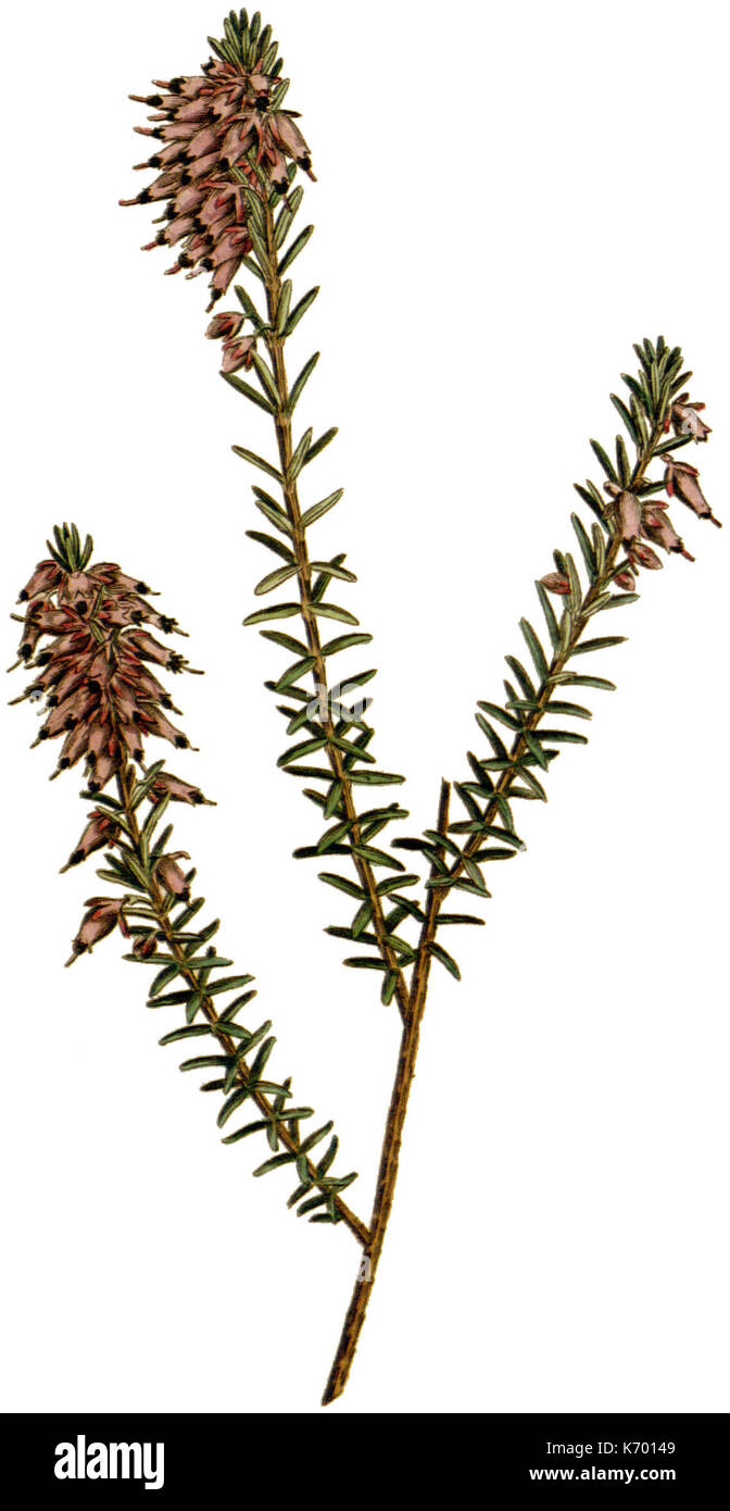 Erica herbacea 1797 Banque D'Images